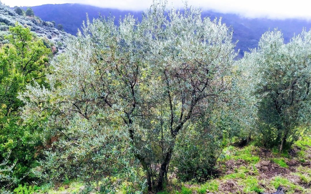 Raccolta delle olive 2020 e App meteo