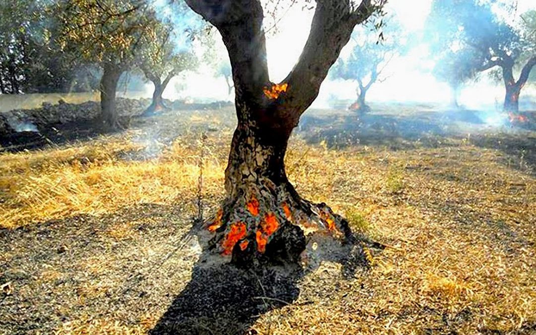 La resilienza dell’olivo e il mito di athena